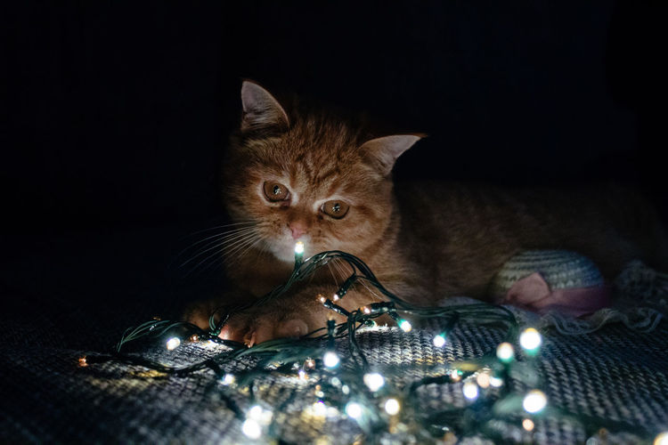 Close-up of illuminated cat in dark room