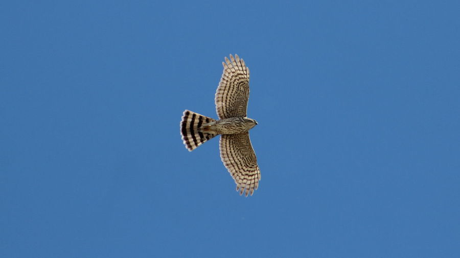 Low angle view of cooper hawk flying against clear blue sky