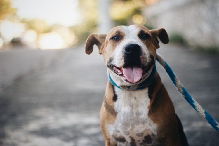Close-up portrait of dog sitting outdoors