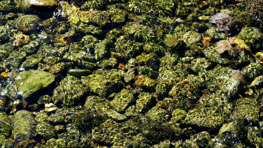 Close-up of moss growing on rocky surface