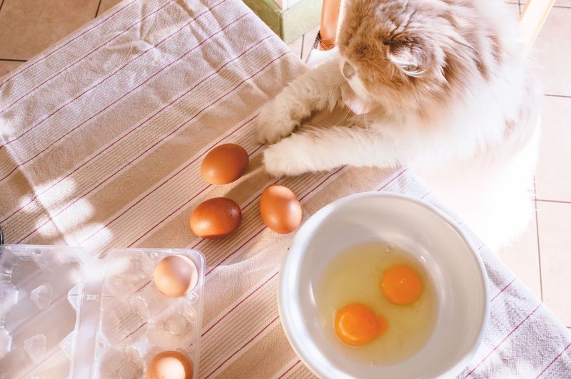 High angle view of cat leaning on counter by eggs