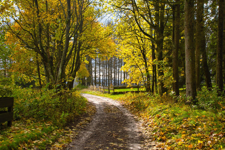 Footpath amidst trees in forest during autumn