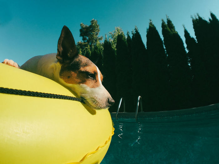 Jack russell terrier dog lounging on a yellow pool float in a backyard swimming pool. 