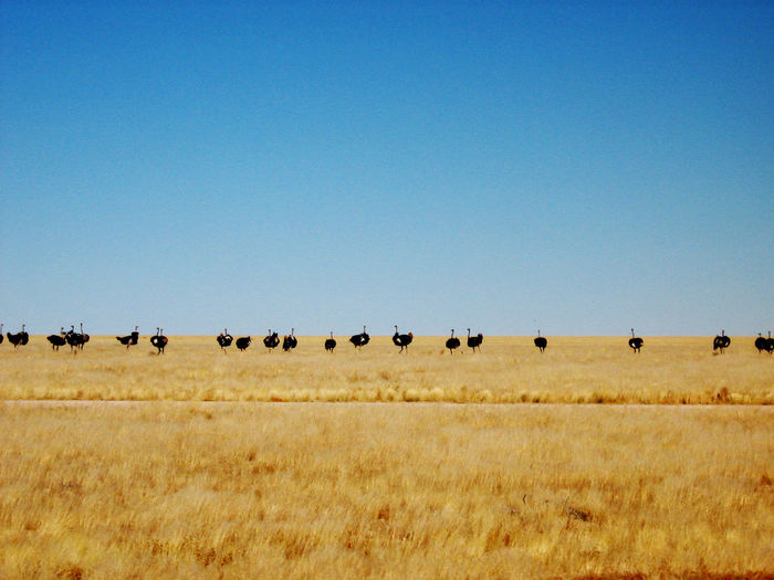 View of ostriches in field against clear blue sky