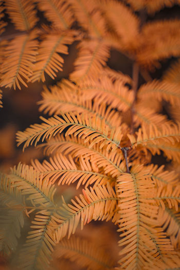 Leaves on a tree turning orange. autumn vertical background