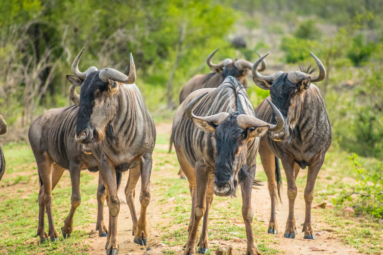 Zebras standing in a farm