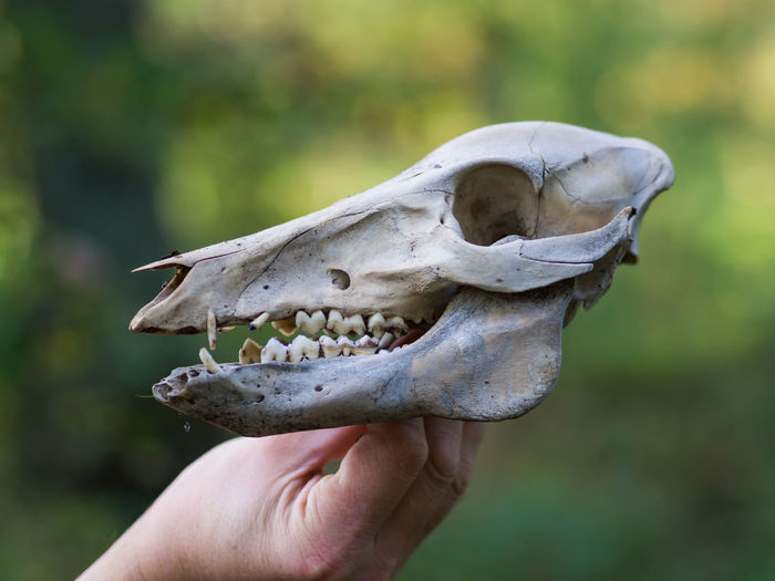 Close-up of hand holding deer skull