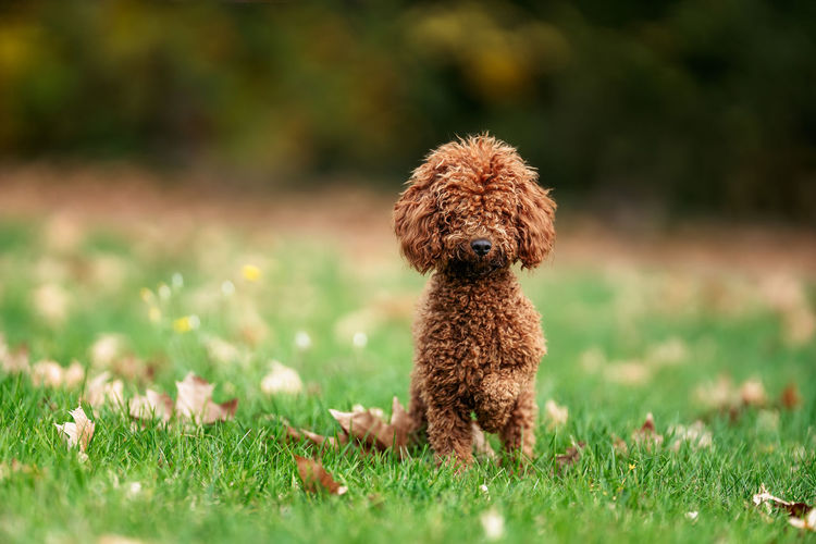 Brown poodle poses on a green meadow
