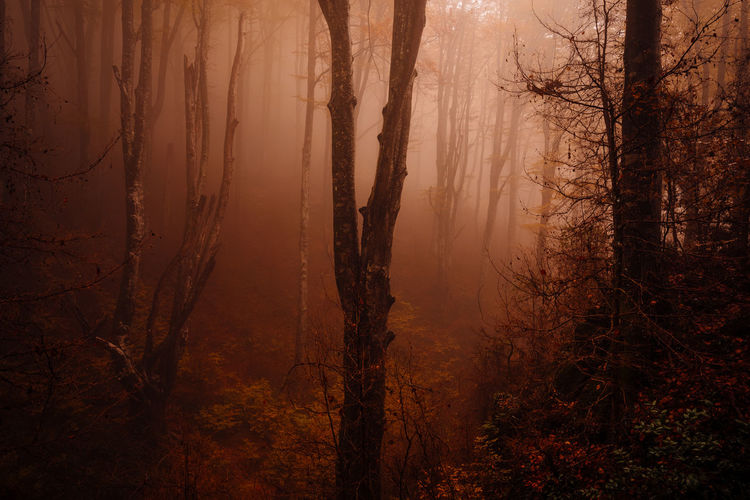 Forest with autumn colors among fog