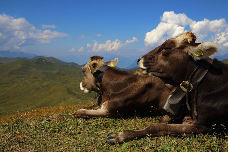 Cow sitting on field against sky