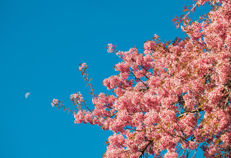 Low angle view of pink flowering tree against blue sky