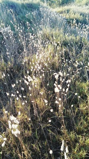 Plants growing on field
