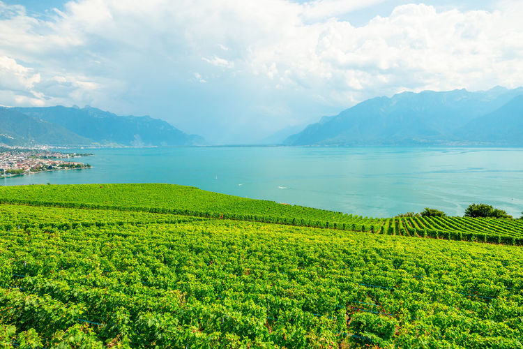Scenic view of agricultural field against sky