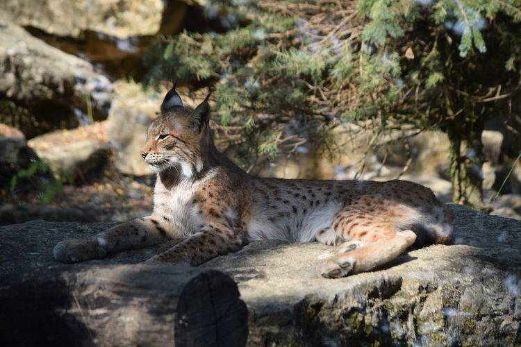 Lynx relaxing on rock