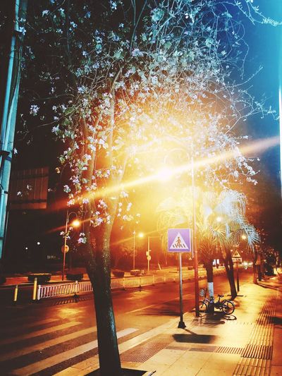 Illuminated trees in city at night