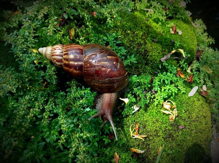 Close-up of snail on moss