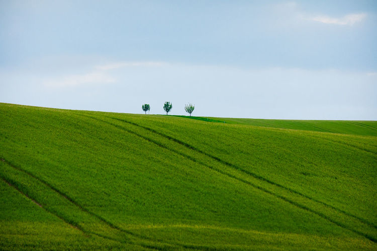 Scenic view of agricultural field against sky