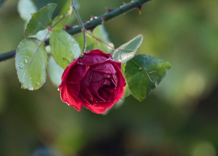 Close-up of red rose blooming outdoors
