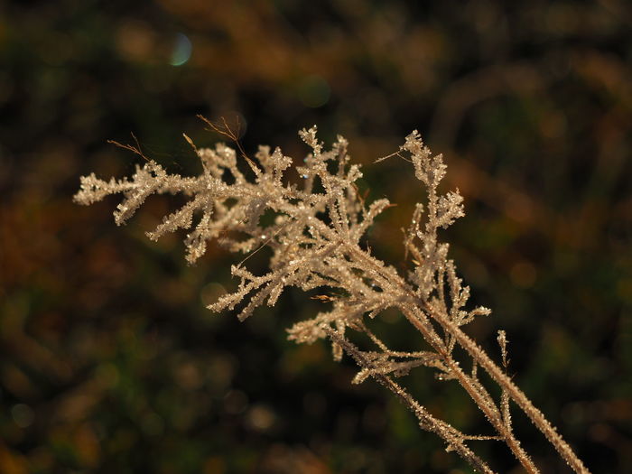 Close-up of snow on plant during winter