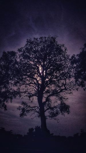 Low angle view of silhouette trees on field against sky at dusk