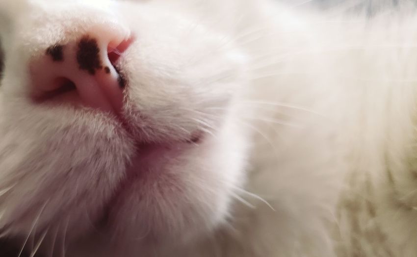 Close-up of cat with eyes closed