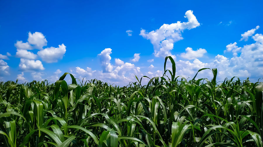 The pearl millet plants under the blue sky with white clouds