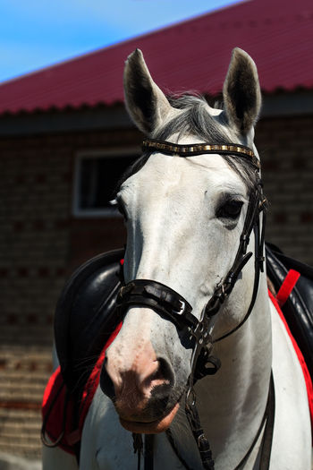 Portrait of horse outdoors