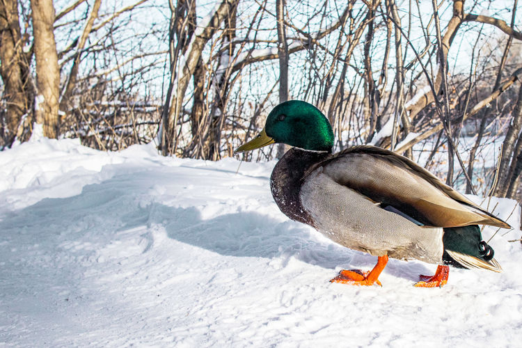 Duck on snow covered field