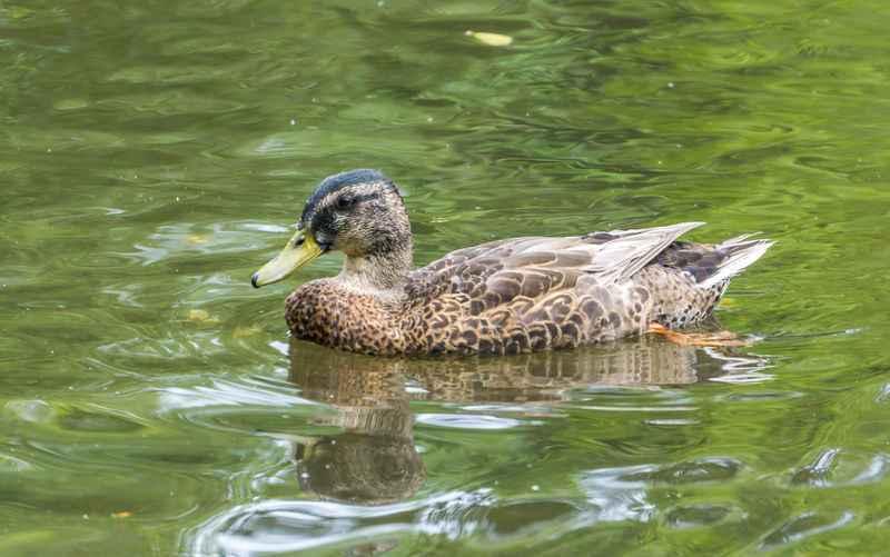 A duck on a pond in normandy park, washington.