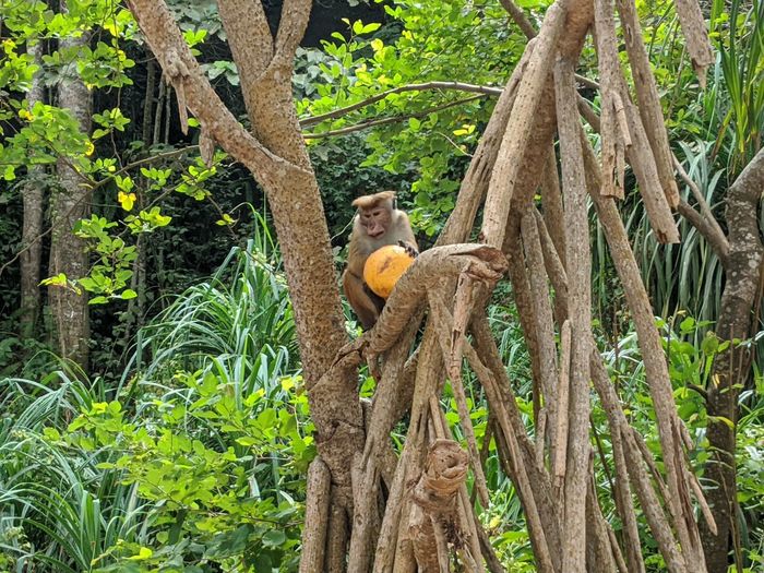 Monkey on tree trunk in forest