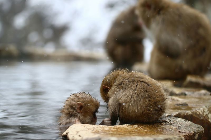 Close-up of monkeys bathing