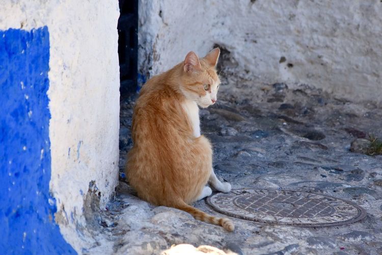 Rear view of alert cat against wall