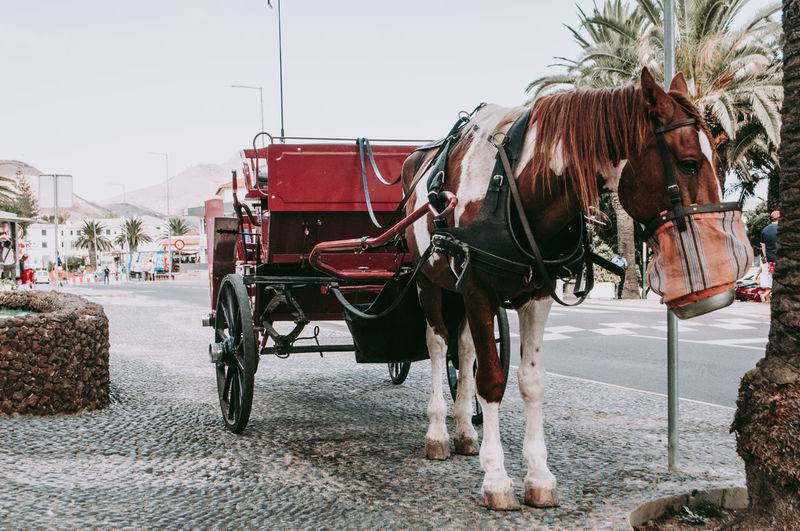 Horse cart on street