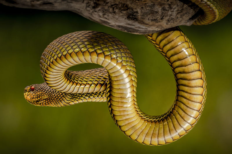 Close-up of a snake