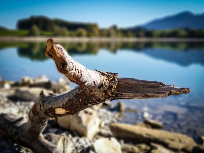 Close-up of driftwood against lake