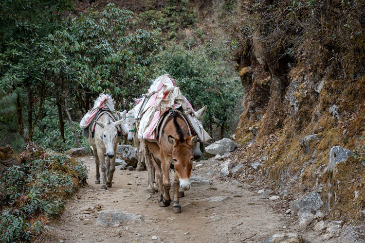 A small group of pack horses on a small mountain trail.