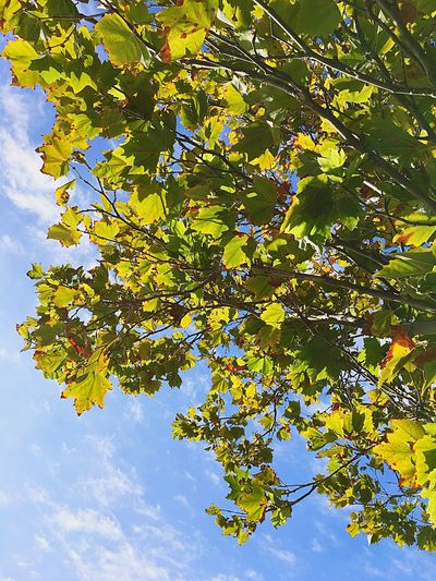 Low angle view of tree against sky