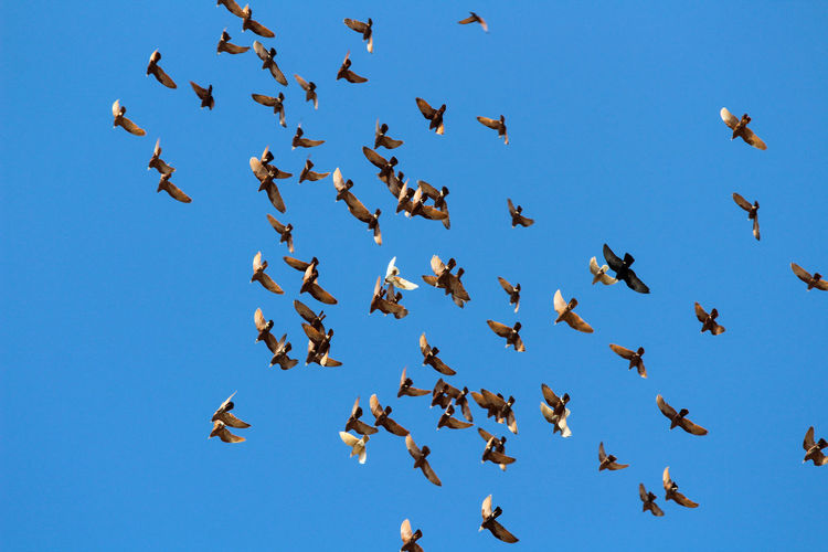 
a group of birds flying in the blue sky without clouds
