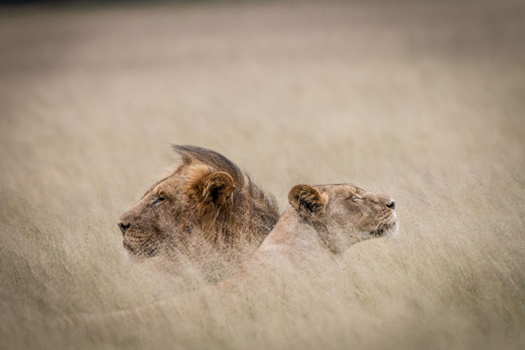 Lions resting on grassy field