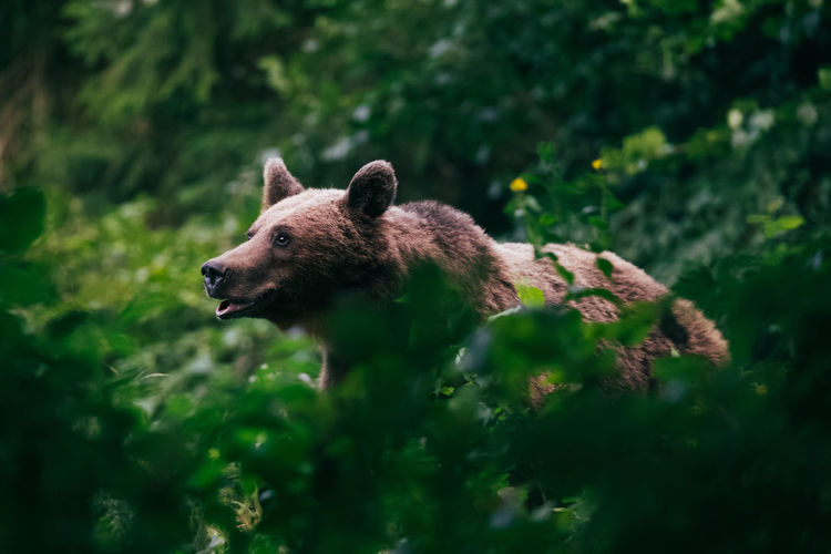 Profile view of brown bear in forest