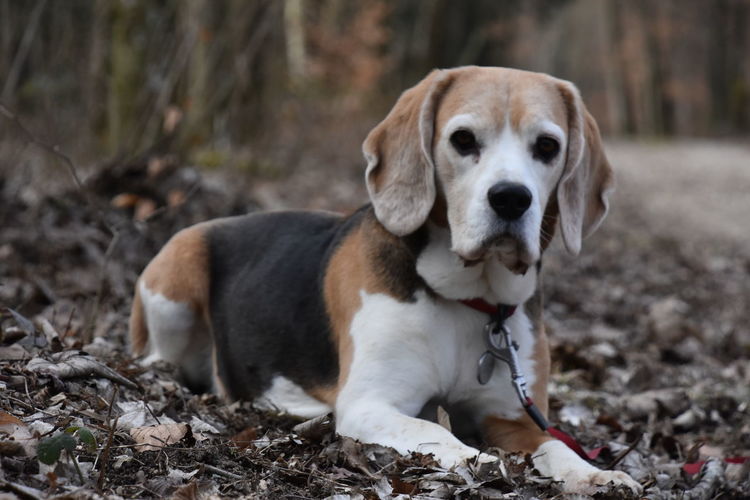Portrait of beagle dog in a forest