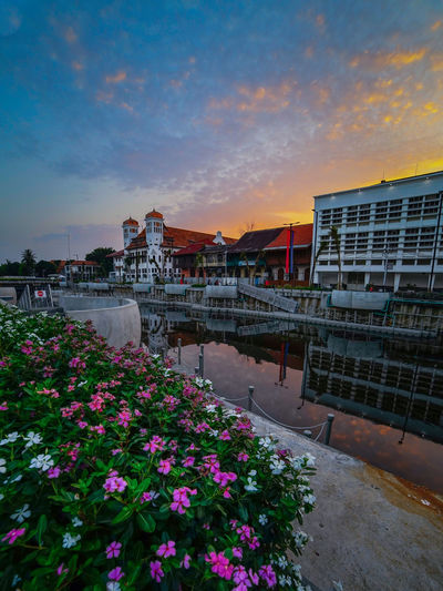 Flowering plants by river and buildings against sky during sunset
