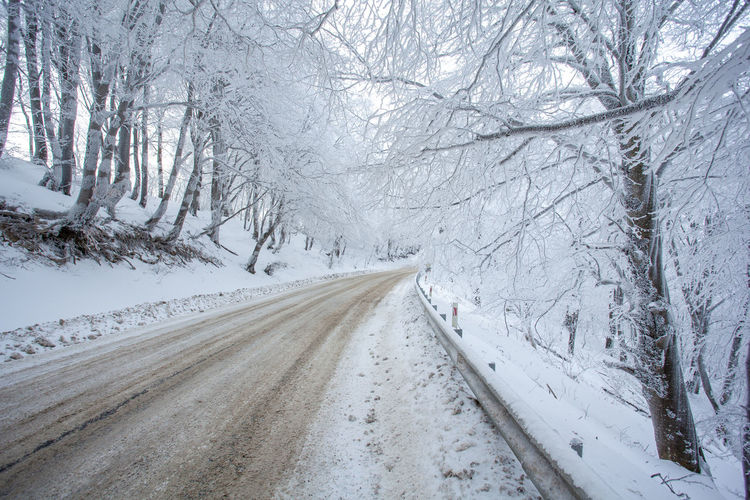Road amidst bare trees
