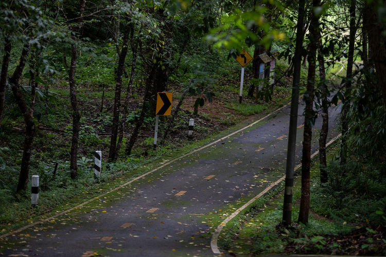 Road amidst trees in forest