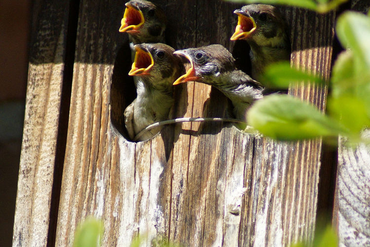 Birds with open mouth in house