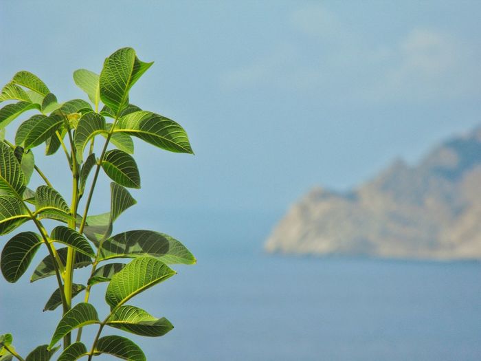 Close-up of plant against sea and sky