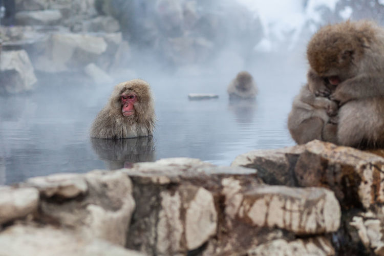 Japanese snow monkeys bathing in the hot spring