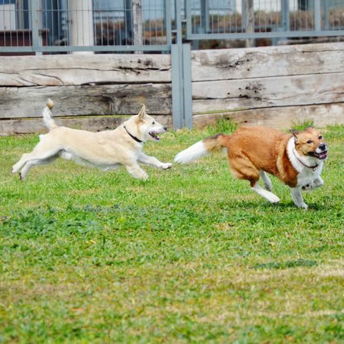 View of dogs running