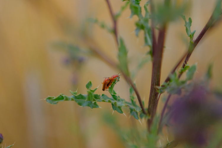 Close-up of insect on plant