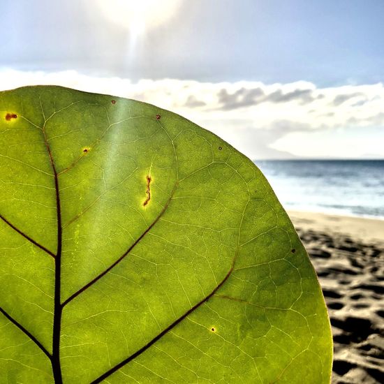Close-up of green leaf on land against sea